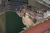 Image. Europäischer Uhu