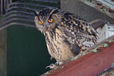 Image. Europäischer Uhu
