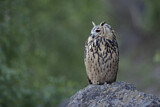 Image. Europäischer Uhu