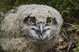 Image. Europäischer Uhu