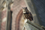 Image. Europäischer Uhu