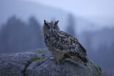 Image. Europäischer Uhu