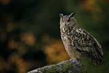 Image. Europäischer Uhu