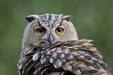 Image. Europäischer Uhu