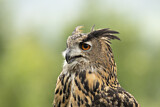 Image. Europäischer Uhu