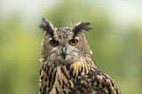 Image. Europäischer Uhu