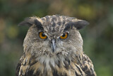 Image. Europäischer Uhu