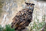 Image. Europäischer Uhu