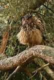Image. Europäischer Uhu