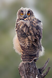 Image. Europäischer Uhu