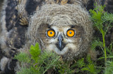 Image. Europäischer Uhu