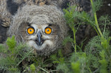 Image. Europäischer Uhu