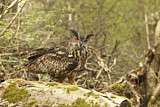 Image. Europäischer Uhu