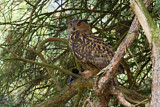 Image. Europäischer Uhu