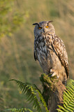 Image. Europäischer Uhu