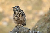 Image. Europäischer Uhu