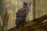 Image. Europäischer Uhu