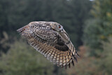 Image. Europäischer Uhu