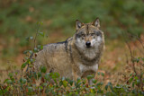 Image. Europäischer Wolf