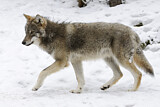 Image. Europäischer Wolf
