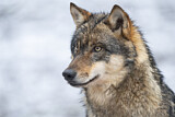 Image. Europäischer Wolf