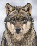 Image. Europäischer Wolf