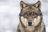Image. Europäischer Wolf