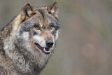 Image. Europäischer Wolf