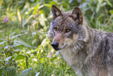 Image. Europäischer Wolf