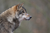 Image. Europäischer Wolf