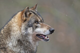 Image. Europäischer Wolf