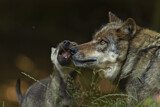 Image. Europäischer Wolf