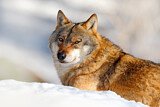 Image. Europäischer Wolf