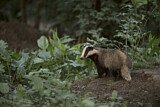 Image. European Badger
