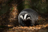 Image. European Badger
