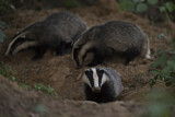 Image. European Badger