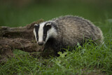 Image. European Badger