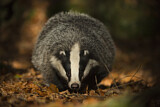 Image. European Badger