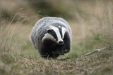 Image. European Badger
