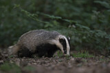Image. European Badger