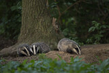 Image. European Badger