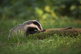 Image. European Badger