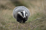 Image. European Badger