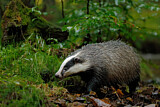 Image. European Badger