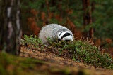 Image. European Badger