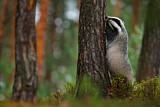 Image. European Badger