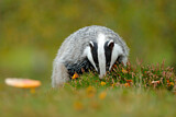Image. European Badger