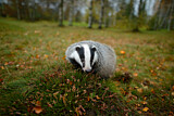 Image. European Badger