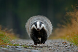 Image. European Badger