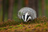 Image. European Badger